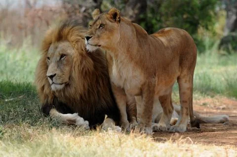 Lion and lioness sitting on grass, South Africa Stock Photos