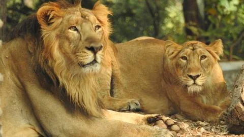 Lion And Lioness sitting under trees. Lion and lioness in forest. Lion Stock Photos