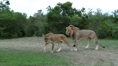 Lion and a lions having fun  Stock Footage 79837988