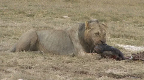LION AND WILDEBEEST HEAD Video stock 22841640