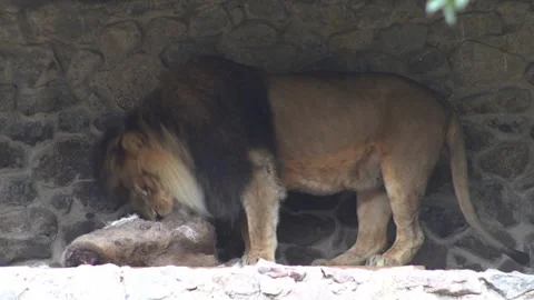 Lion animal eats meat in Zoo Stock Footage 297875643