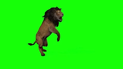 Lion Animation on Green Screen Background Stock Footage 312552694