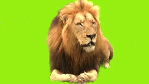 Lion  animation on green screen. The concept of animal, wildlife, games, ba.. Video stock 307007446