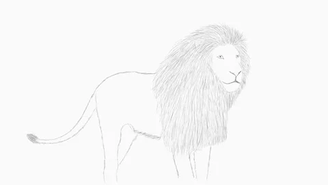 Lion animation video. Stock Footage 166152131