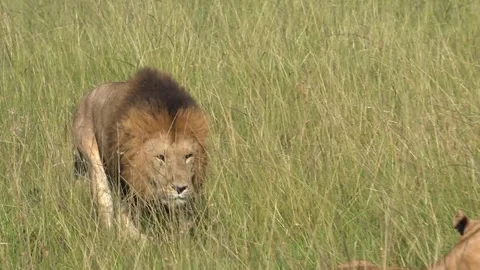 A lion appears on a kill and chases away the females and cubs 스톡 동영상 250565433
