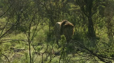 Lion approaching Stock Footage 21921140
