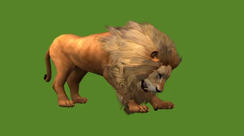 Lion attack bite eating,Endangered wild animal wildlife. Stock Footage 38612238