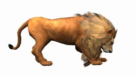 Lion attack bite eating,Endangered wild animal wildlife. Stock Footage 38614330