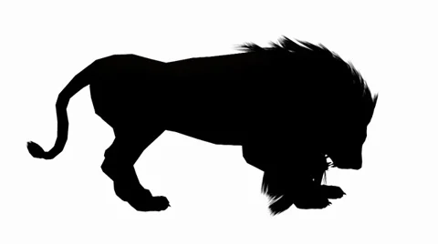 Lion attack bite eating,Endangered wild animal wildlife sketch silhouette. Stock Footage 38616199