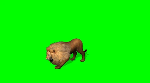 Lion attack on green screen Vidéo 39768226