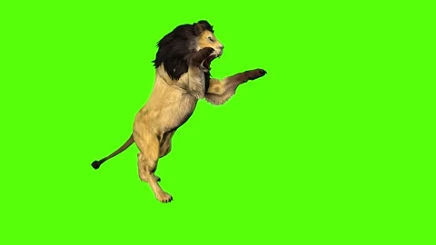 Male Lion  Best Green Screen ( Download Link ) on Make a GIF