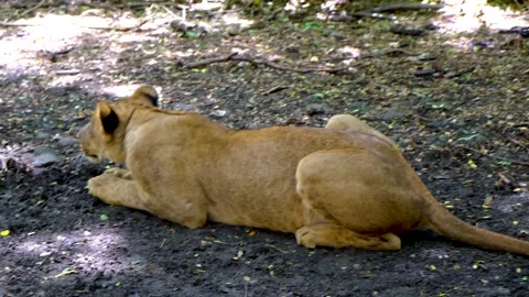 Lion in attack position at national park Stock Footage 169947540