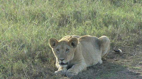 LION IS ATTENTIVE 库存影片 17007686