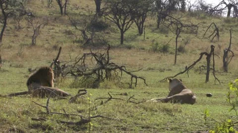 Lion from the back Stock Footage 12651514