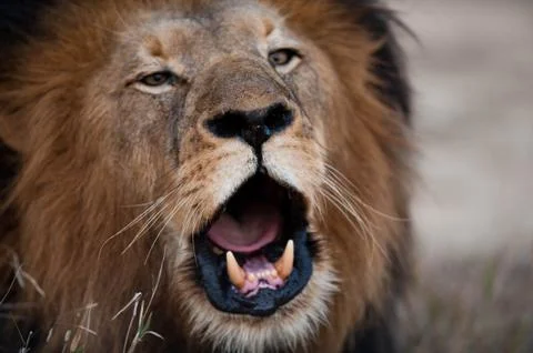 Lion barking 스톡 사진