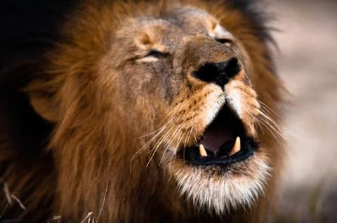 Lion barking Stock-Fotos