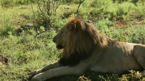 Lion basking in the sun Stock Footage 21949640
