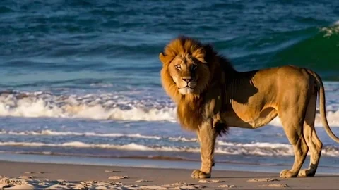 Lion in a beach 動画素材 305385889