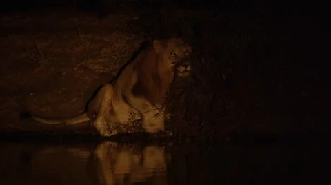 Lion with Beautiful Lake Reflection Stock Footage 55655970