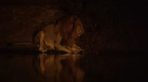 Lion with Beautiful Lake Reflection  Stock Footage 55659241