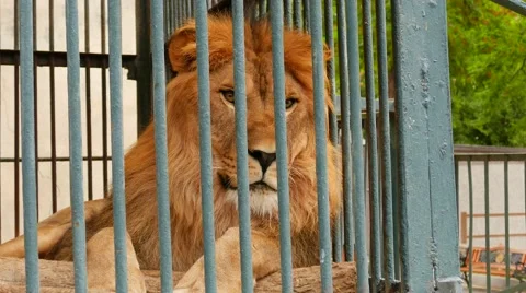 Lion Behind Bars Stock-Footage 56593132