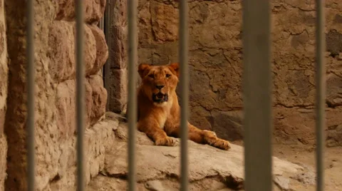 Lion Behind Bars at the Zoo Stock Footage 56593086