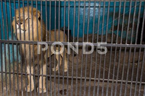 Lion behind the bars at the zoo Stock Photos