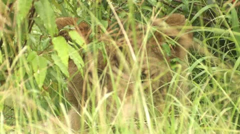 Lion behind the grass Stock Footage 22262115