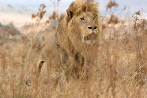Lion behind grass Stock Photos