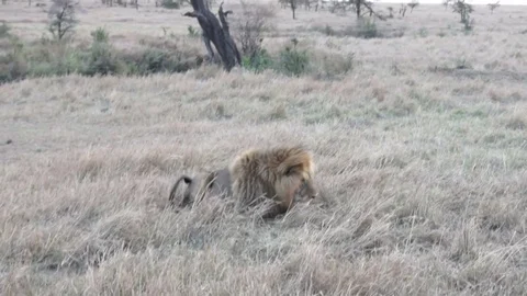 Lion Bites At Flies Video stock 71017931