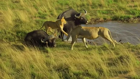 Lion bites water buffalo Video stock 309936853