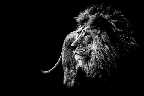 Lion in black and white Stock Photos