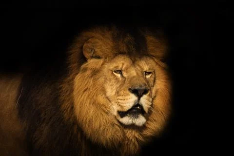 Lion on a black background Stock Photos