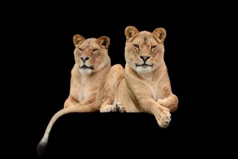 Lion on black background 스톡 사진
