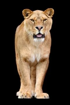 Lion on black background 写真素材