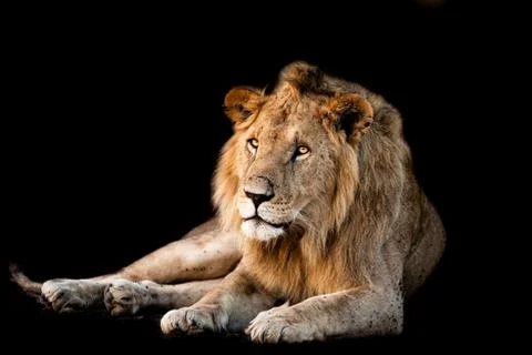 Lion with a black background Stock Photos