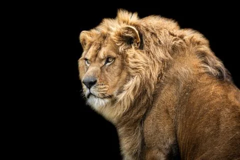 Lion with a black background Foto stock