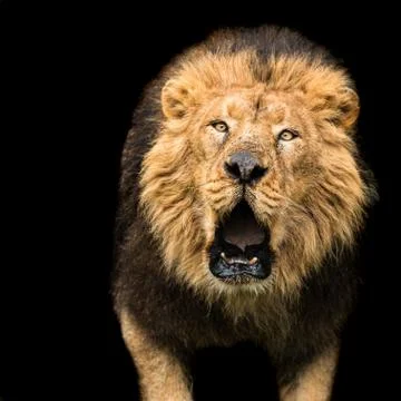 Lion with a black background Foto stock