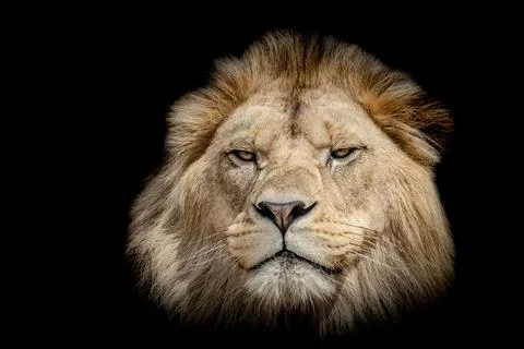 A lion with a black background Stock Photos