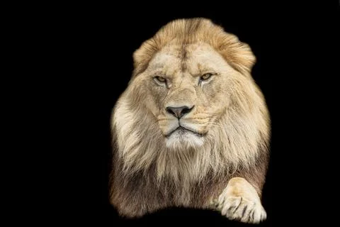 A lion with a black background Stock Photos