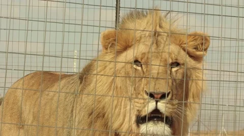 Lion breeding pair Stock Footage 51719210