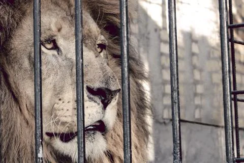 Lion in a cage behind bars Stock Photos
