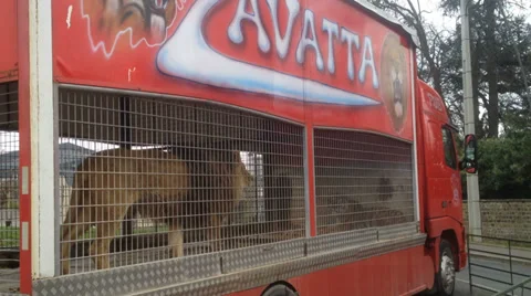 Lion in cage at circus Stock Footage 36665003