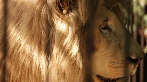 The lion in the cage Stock Footage 53066957