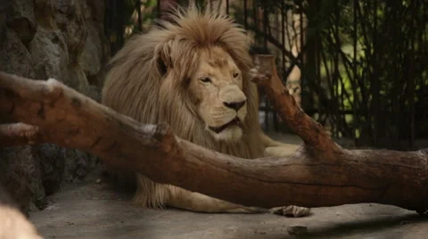 The lion in the cage Video stock 53067023