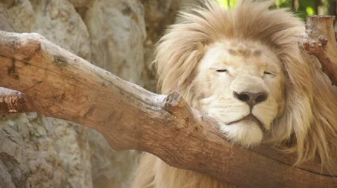 The lion in the cage Video stock 53067050