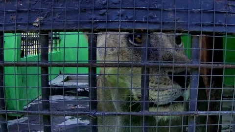 Lion in the cage Stock Footage 168083632