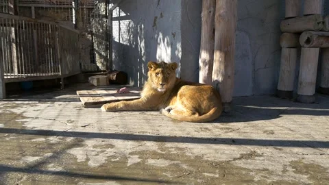 Lion in cage looks into the frame. Stock Footage 335240768