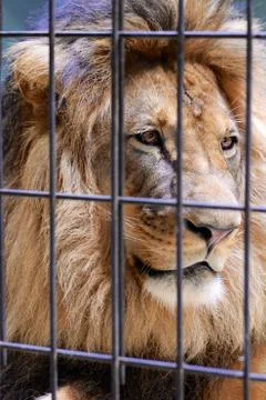 Lion in a cage Stock Photos