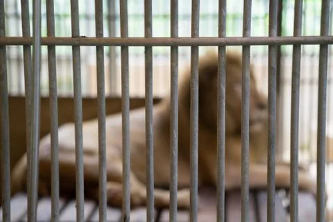 Lion in cage Foto stock